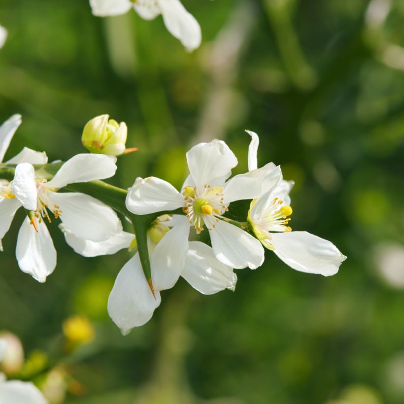Poncirus trifoliata (zaad) - Wilde citroen (Bloei)