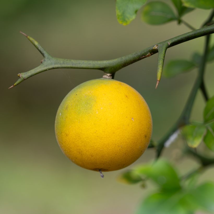 Poncirus trifoliata (zaad) - Wilde citroen (Oogst)