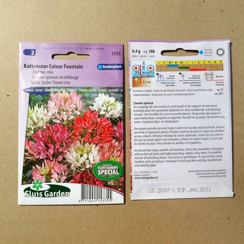 Voorbeeld van een exemplaar van Cleome spinosa Colour Fountain (zaad) - Kattensnor het zakje met 450 zaden (1g) zoals geleverd