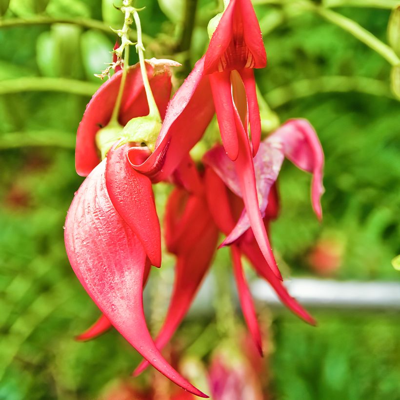 Clianthus puniceus (zaad) (Bloei)