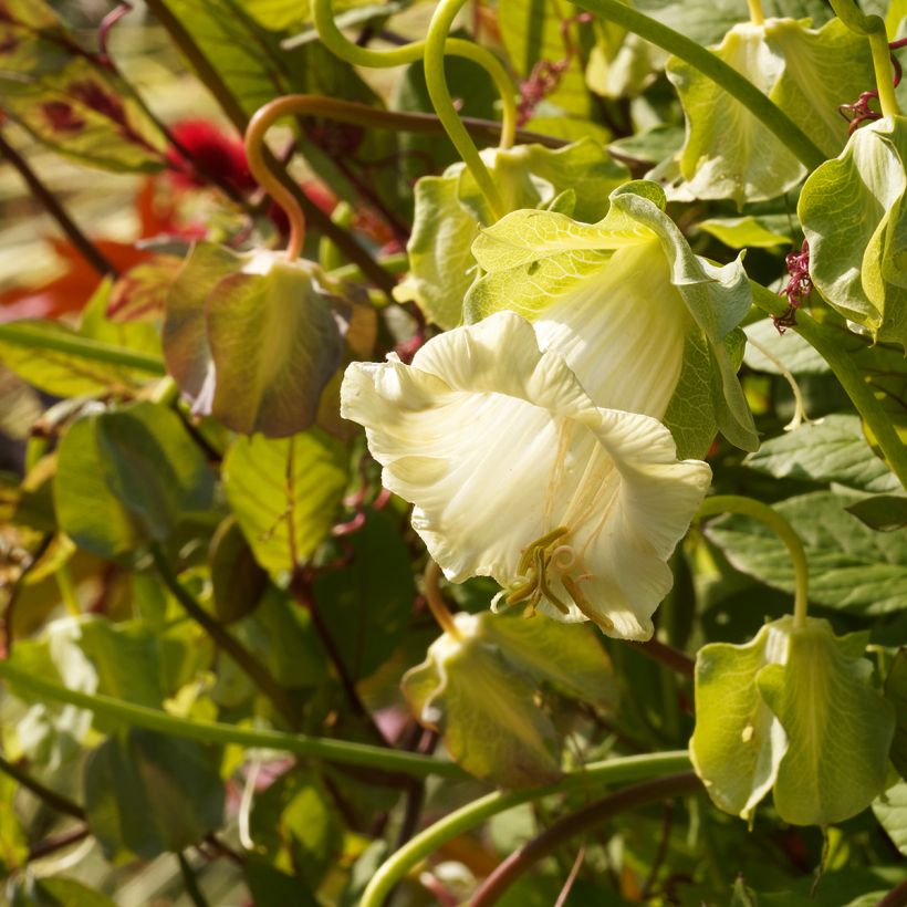 Cobaea scandens Alba (zaad) - Klokwinde (Bloei)