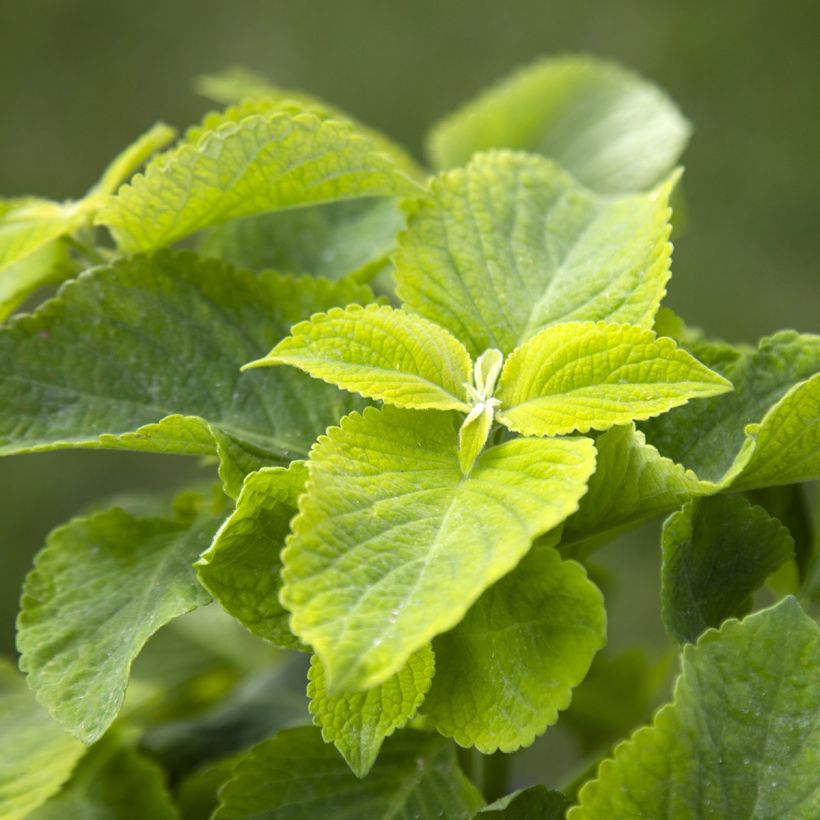 Coleus Mezmerize Bright Green (zaad) - Siernetel (Blad)
