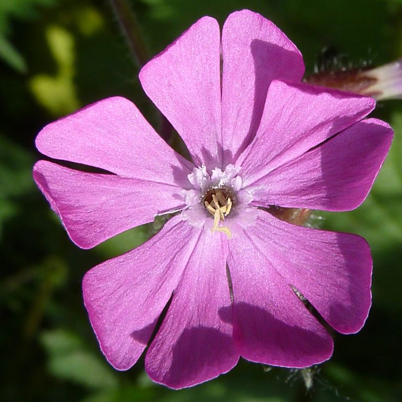 Silene dioica (zaad) - Dagkoekoeksbloem (Bloei)
