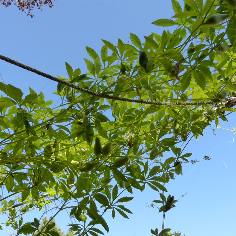 Cyclanthera pedata (zaad) - Olijfkomkommer (Groeiplaats)