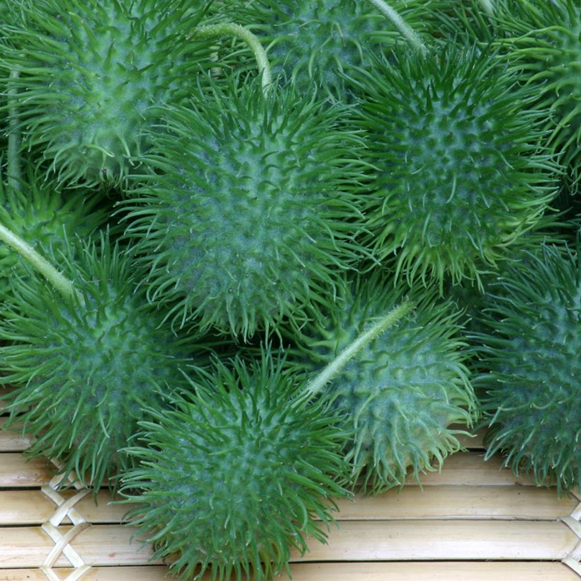 Antilliaanse komkommer (zaad) - Cucumis anguria (Oogst)