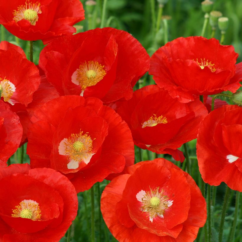 Papaver rhoeas American Legion (zaad) - Grote klaproos (Bloei)