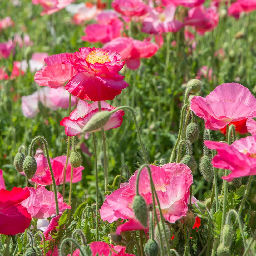 Papaver rhoeas Falling in Love Mix (zaad) - Grote klaproos (Groeiplaats)