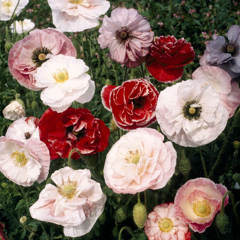 Papaver rhoeas Dawn Chorus Mix (zaad) - Grote klaproos (Bloei)
