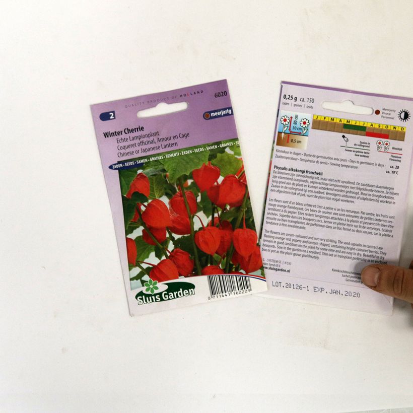 Voorbeeld van een exemplaar van Physalis franchetti Winter Cherry (zaad) - Lampionplant het zakje met 150 zaden zoals geleverd
