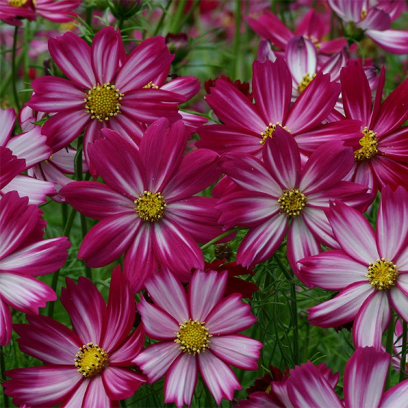 Cosmea Cosimo Red White (zaad) - Cosmos bipinnatus (Bloei)