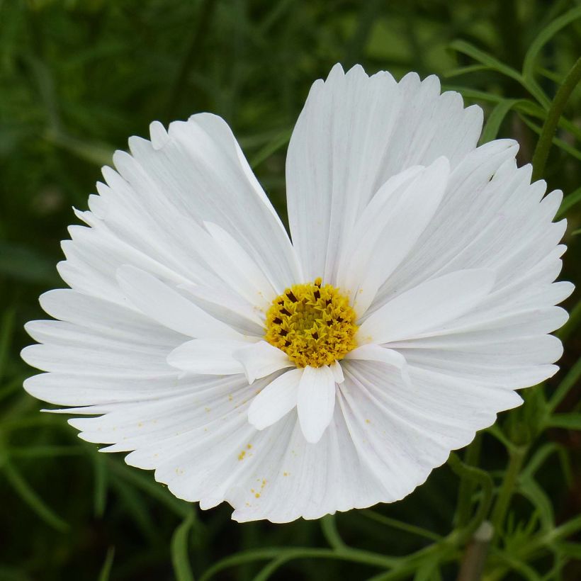 Cosmea Cupcakes Wit (zaad) - Cosmos bipinnatus (Bloei)