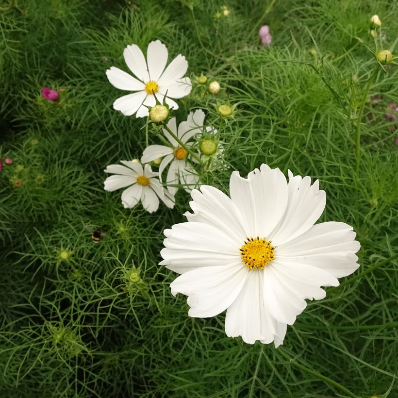 Cosmea Cupcakes Wit (zaad) - Cosmos bipinnatus (Bloei)