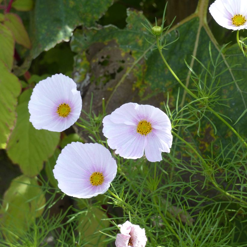 Cosmos Cupsy Blush biologisch (zaad) - Mexicaanse aster (Bloei)