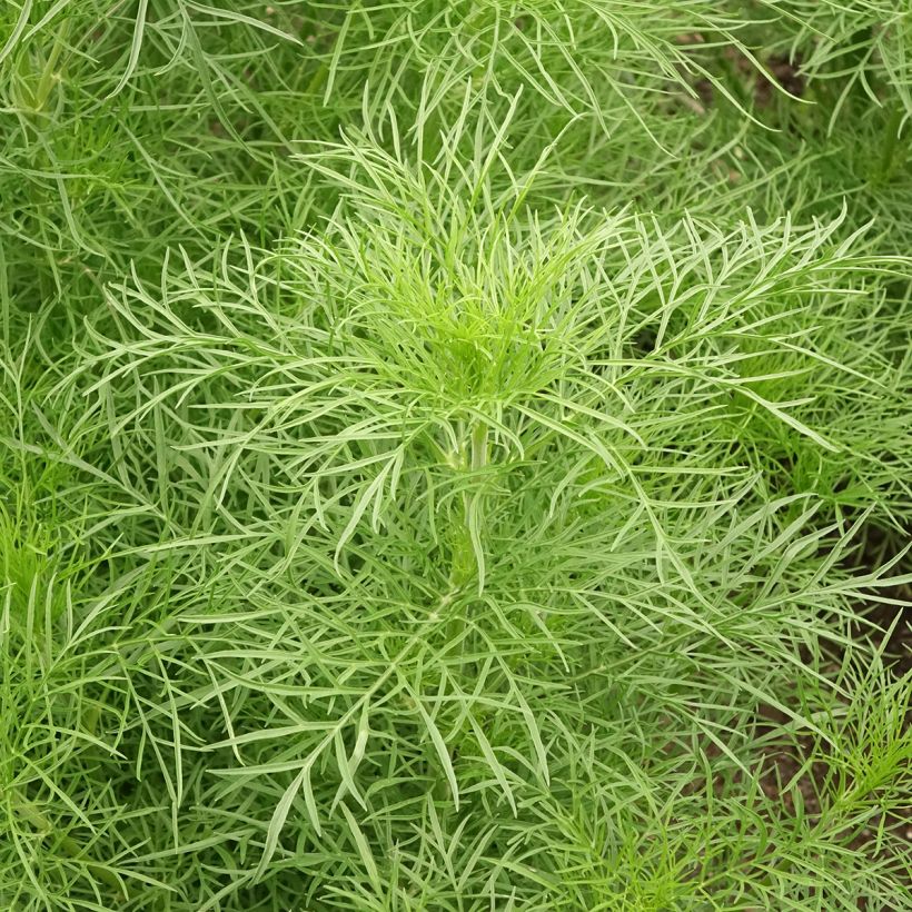 Cosmea Fandango (zaad) - Cosmos bipinnatus (Blad)