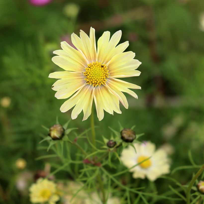 Cosmea Lemonade (zaad) - Cosmos bipinnatus (Bloei)