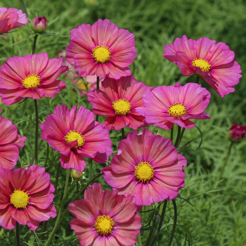 Cosmea Xsenia (zaad) - Cosmos bipinnatus (Bloei)