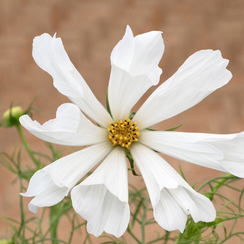 Cosmea Pinwheel Wit (zaad) - Cosmos bipinnatus (Bloei)