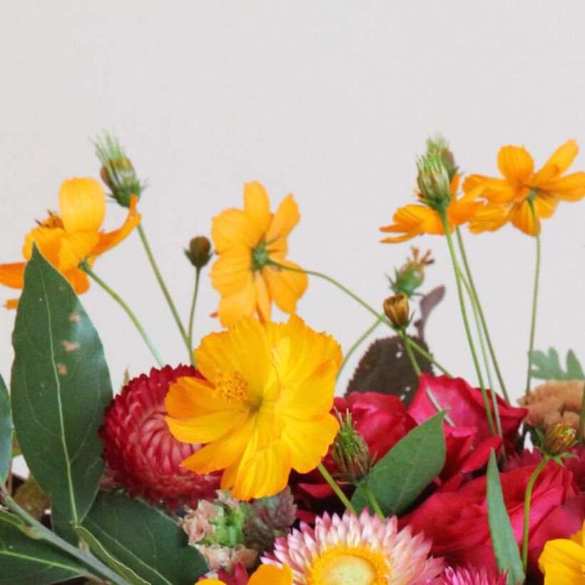 Cosmos sulphureus Crest Orange (zaad) - Oranje cosmea (Bloei)