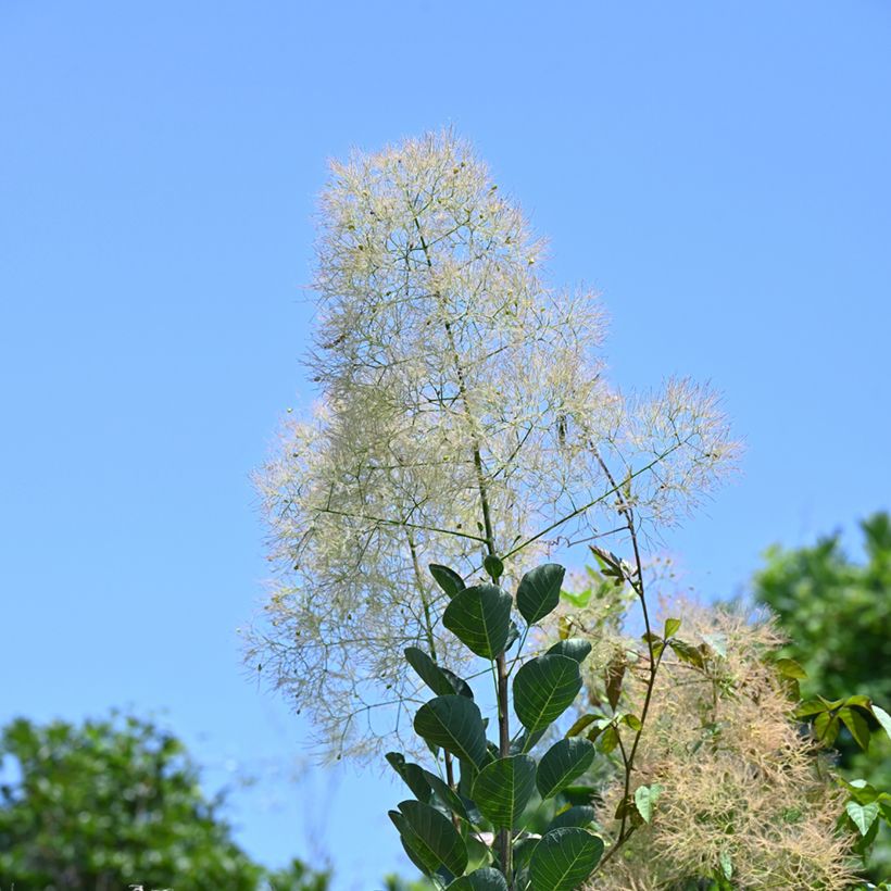 Cotinus coggygria (zaad) (Bloei)