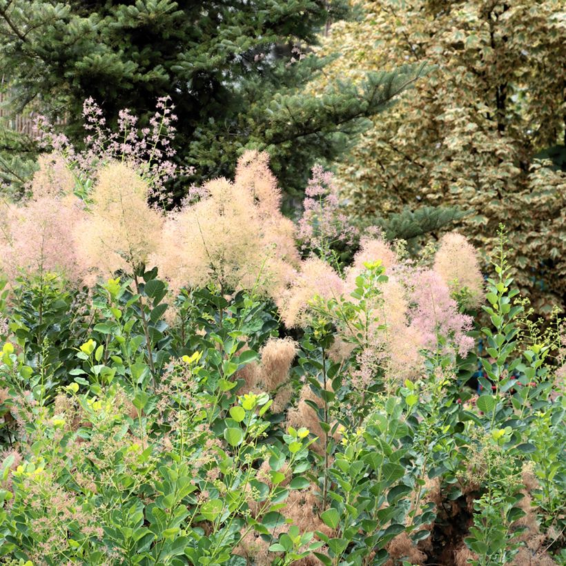 Cotinus coggygria (zaad) (Groeiplaats)