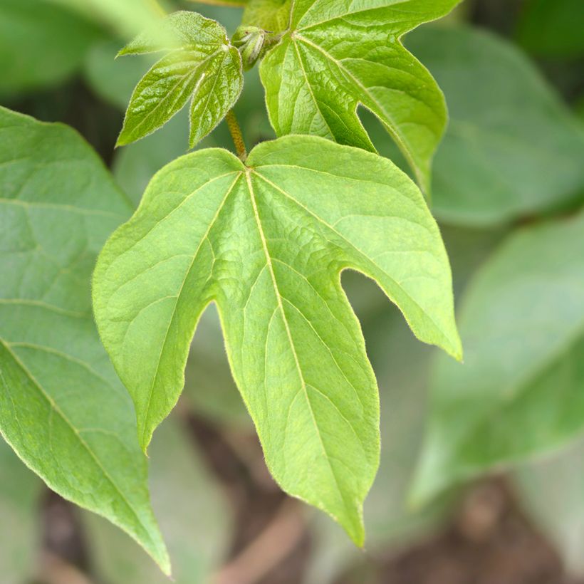 Katoenplant (zaad) - Gossypium herbaceum (Blad)