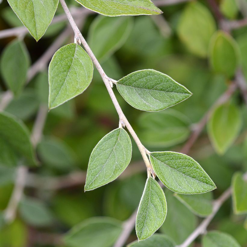 Cotoneaster franchetii (zaad) (Blad)