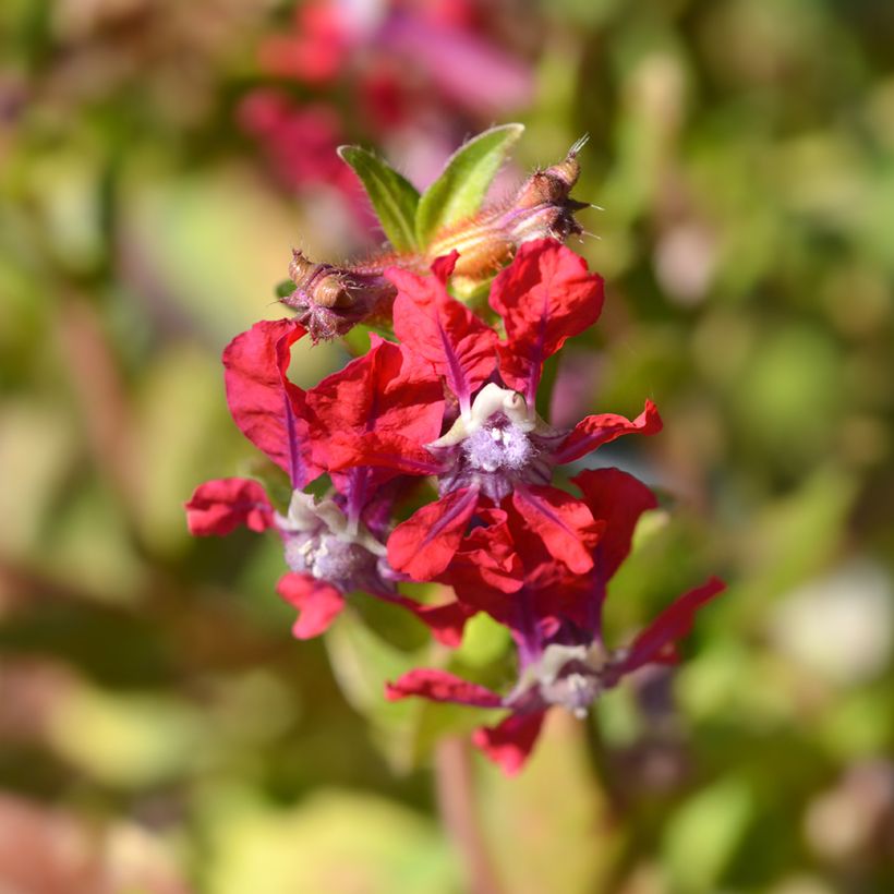 Cuphea miniata Mix (zaad) (Bloei)
