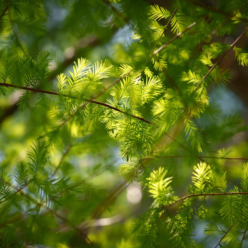 Taxodium distichum (zaad) - Moerascipres (Bloei)