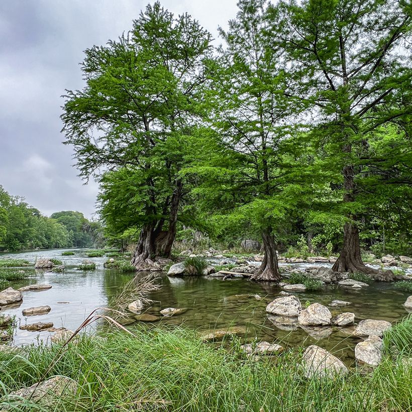 Taxodium distichum (zaad) - Moerascipres (Groeiplaats)