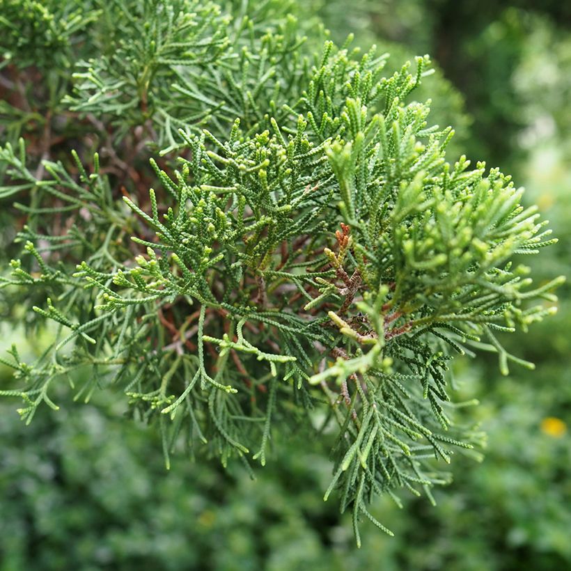 Cupressus sempervirens (zaad) - Italiaanse cipres (Blad)
