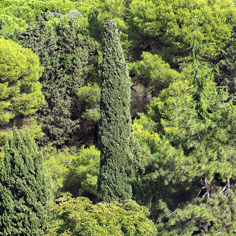 Cupressus sempervirens (zaad) - Italiaanse cipres (Groeiplaats)