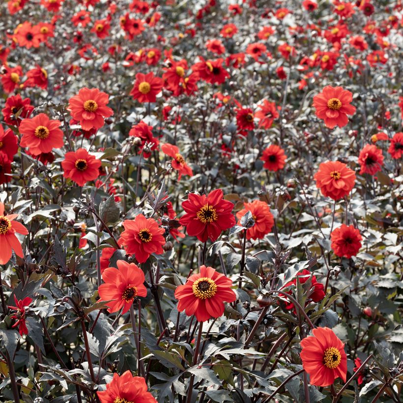 Dahlia pinnata Black Forest Ruby (zaad) (Groeiplaats)