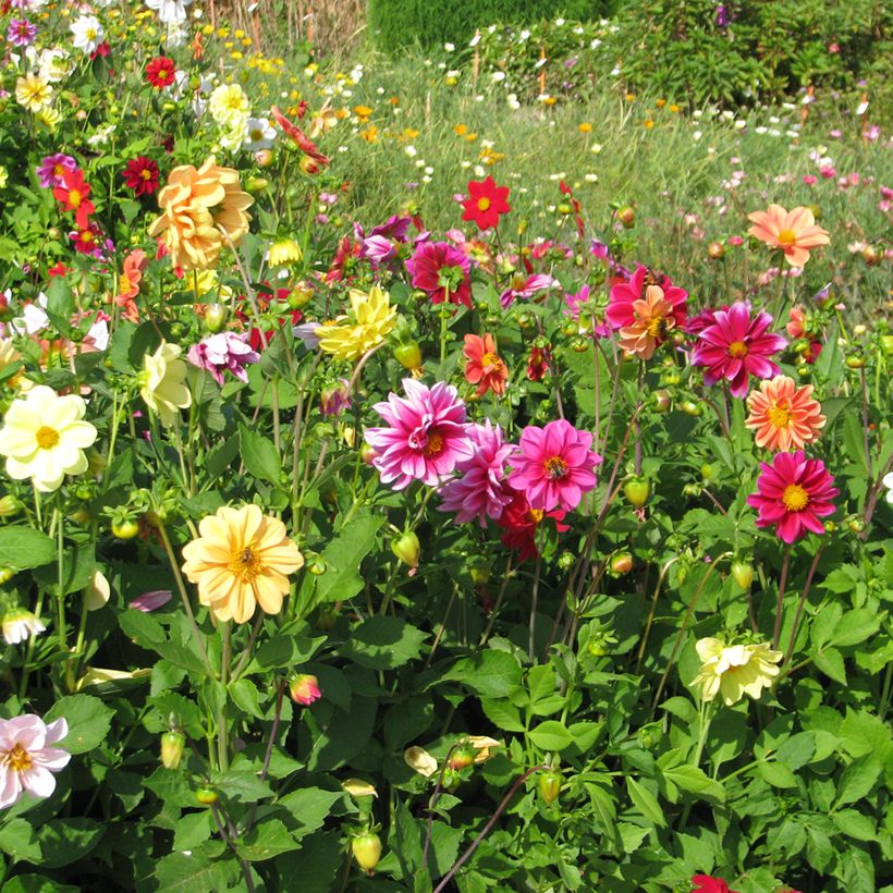 Dahlia Unwin Ideal Mix (zaad) (Groeiplaats)