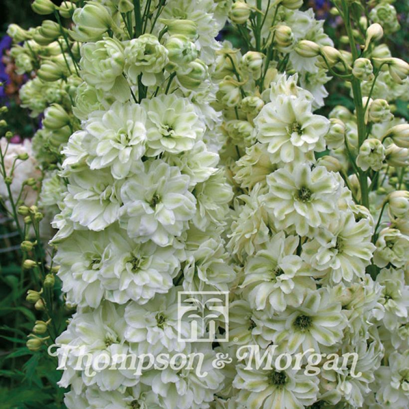 Delphinium elatum Green Twist (zaad) - Ridderspoor (Bloei)