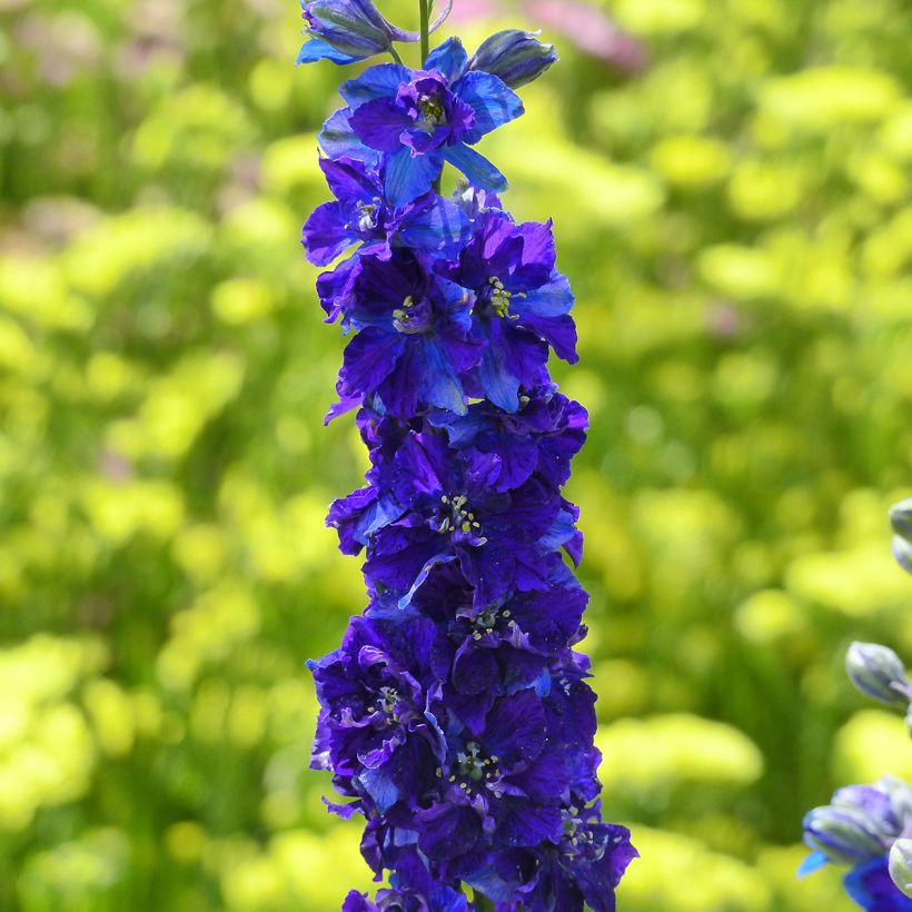 Ridderspoor Imperial QIS Dark Blue (zaad) - Delphinium consolida (Bloei)