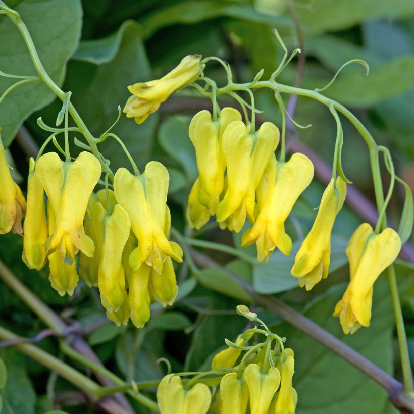 Dactylicapnos scandens Golden Tears (zaad) (Bloei)