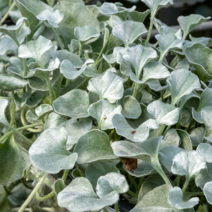 Dichondra argentea Silver Falls (zaad) - Zilveren dichondra (Blad)