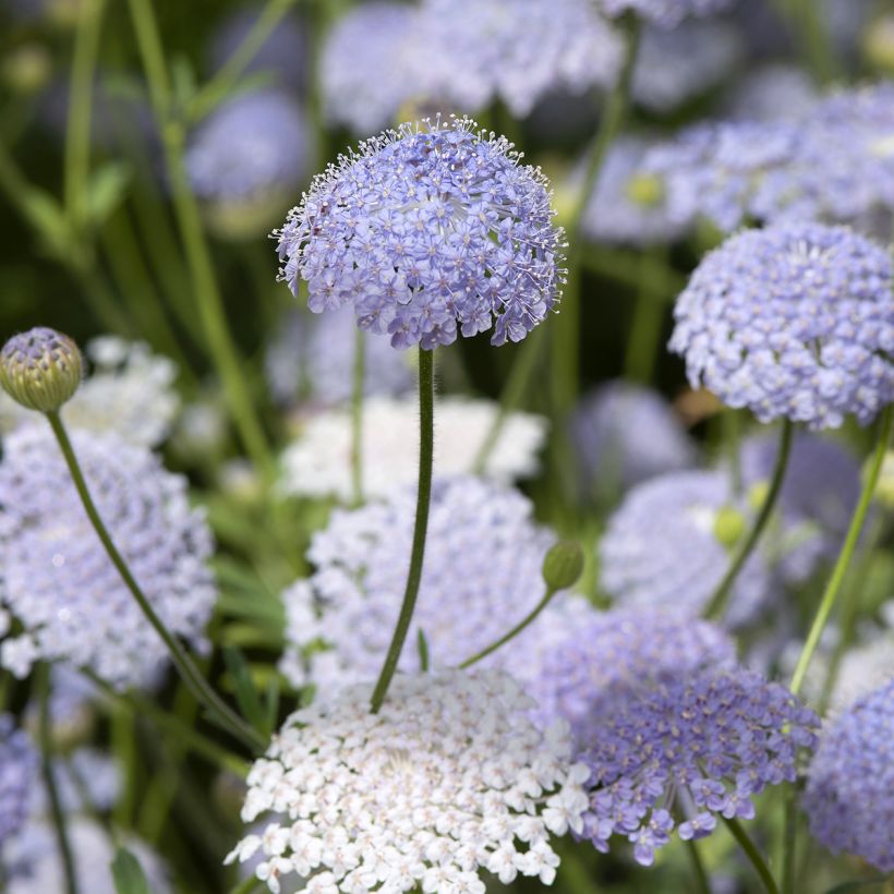 Didiscus caeruleus Lace Blue (zaad) - Trachymene blauw (Bloei)
