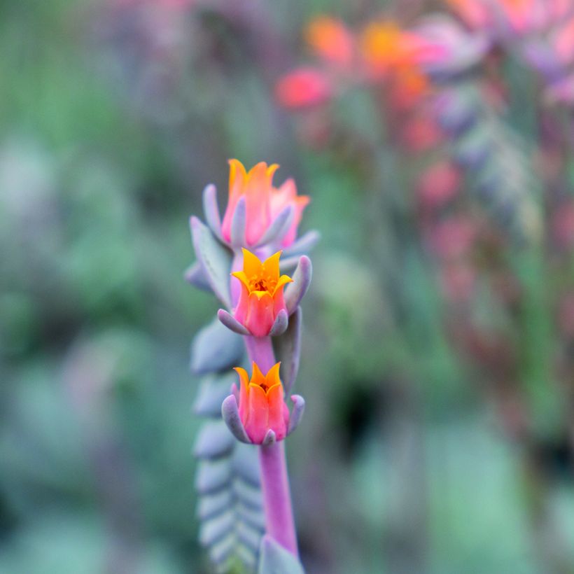 Echeveria peacockii Urban Orange (zaad) - Mexicaanse sneeuwbal (Bloei)