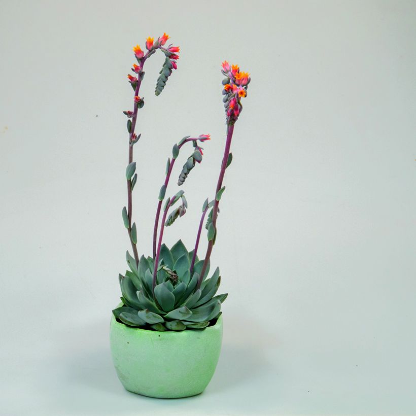 Echeveria peacockii Urban Orange (zaad) - Mexicaanse sneeuwbal (Groeiplaats)
