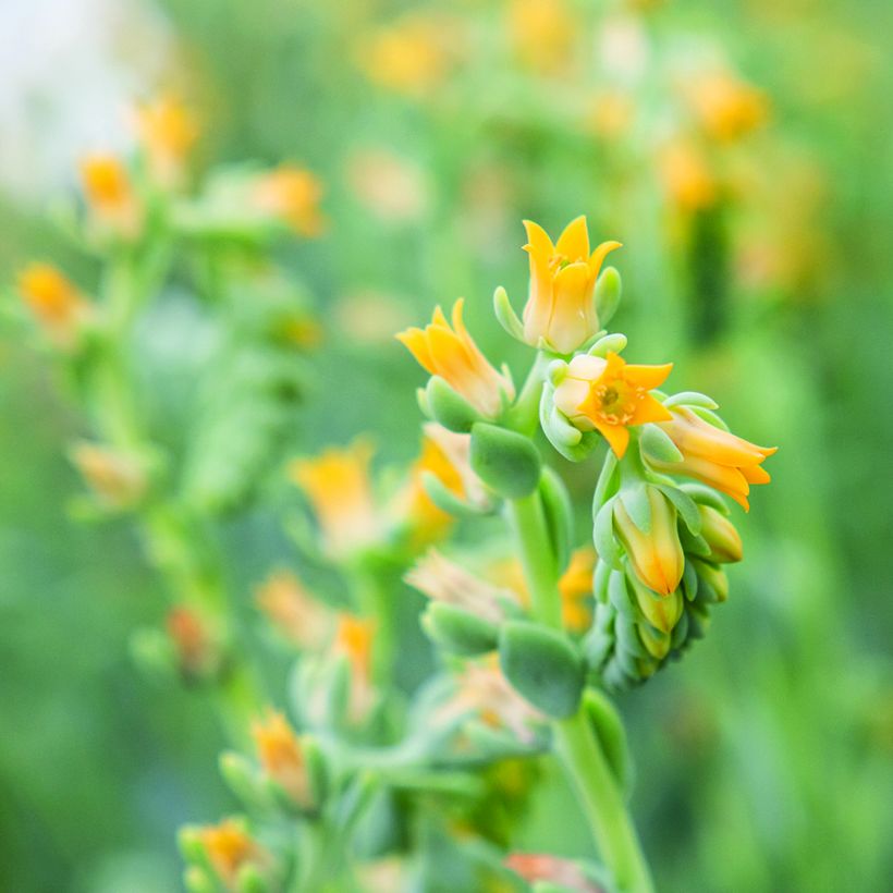 Echeveria peacockii Urban Yellow (zaad) - Mexicaanse sneeuwbal (Bloei)