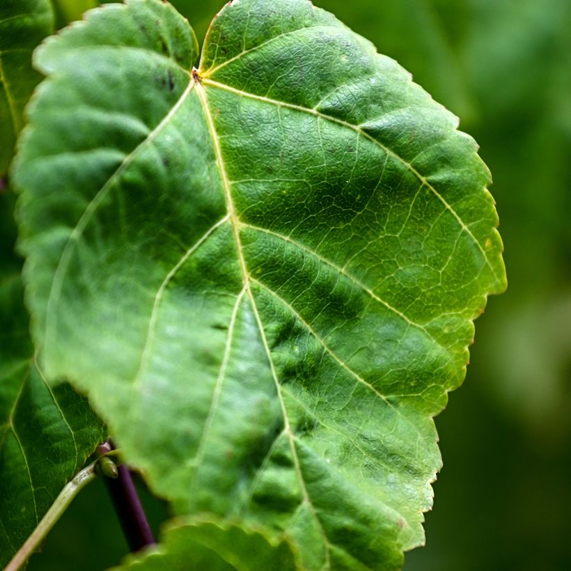 Graines d'Erable - Acer davidii (Blad)