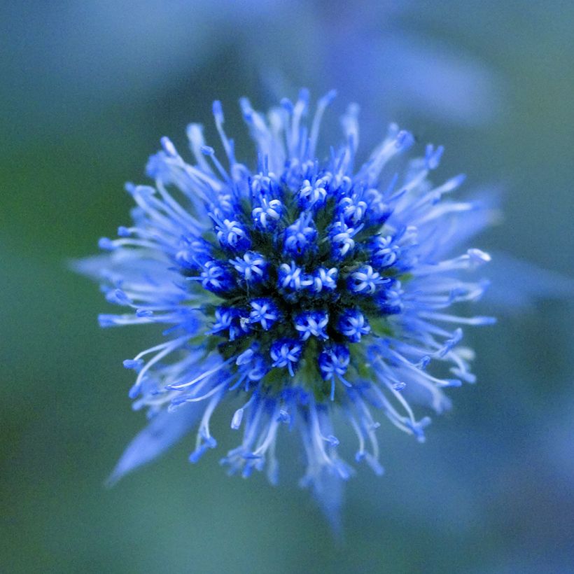 Eryngium planum Blue Glitter (zaad) - Vlakke kruisdistel (Bloei)