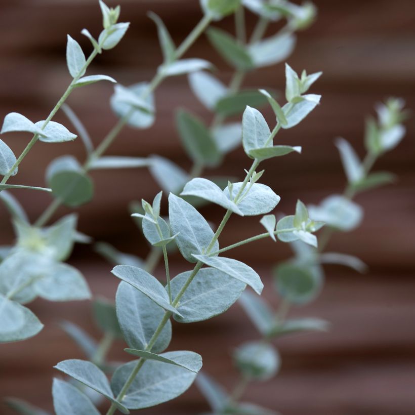 Eucalyptus latens Moon Lagoon (zaad) - Boeketje-gomboom (Blad)