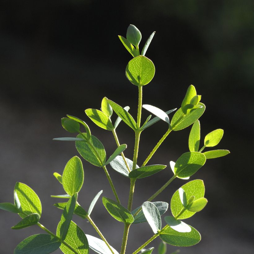 Eucalyptus parvula Boxwood (zaad) - Gomboom (Blad)