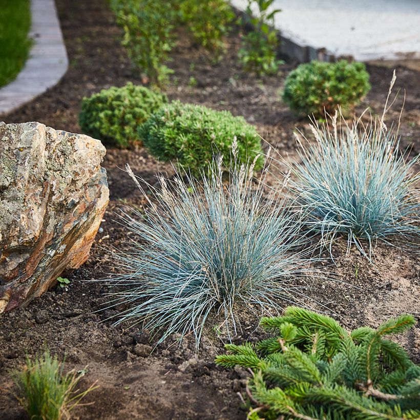Festuca glauca (zaad) - Blauwgras (Groeiplaats)