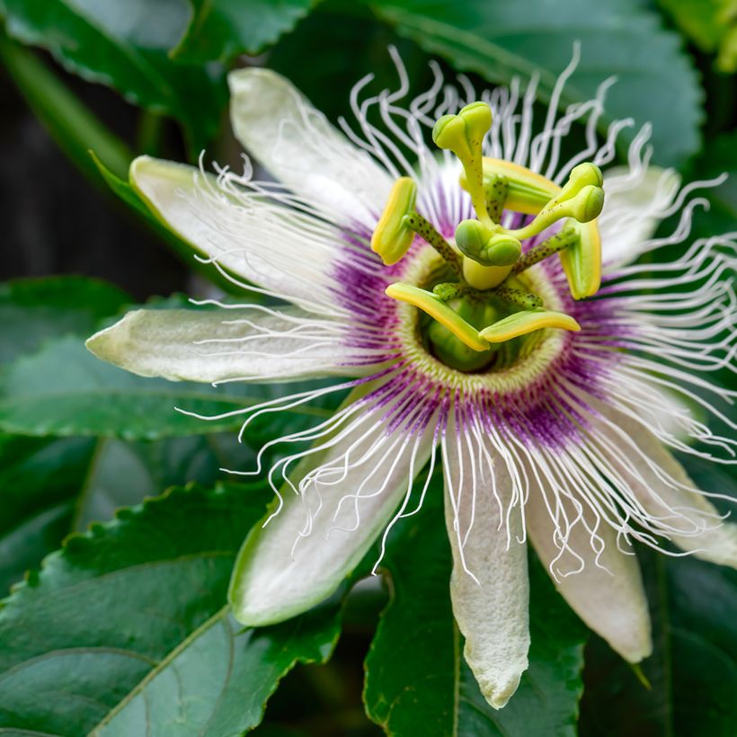 Passiflora edulis (zaad) - Passievrucht (Bloei)