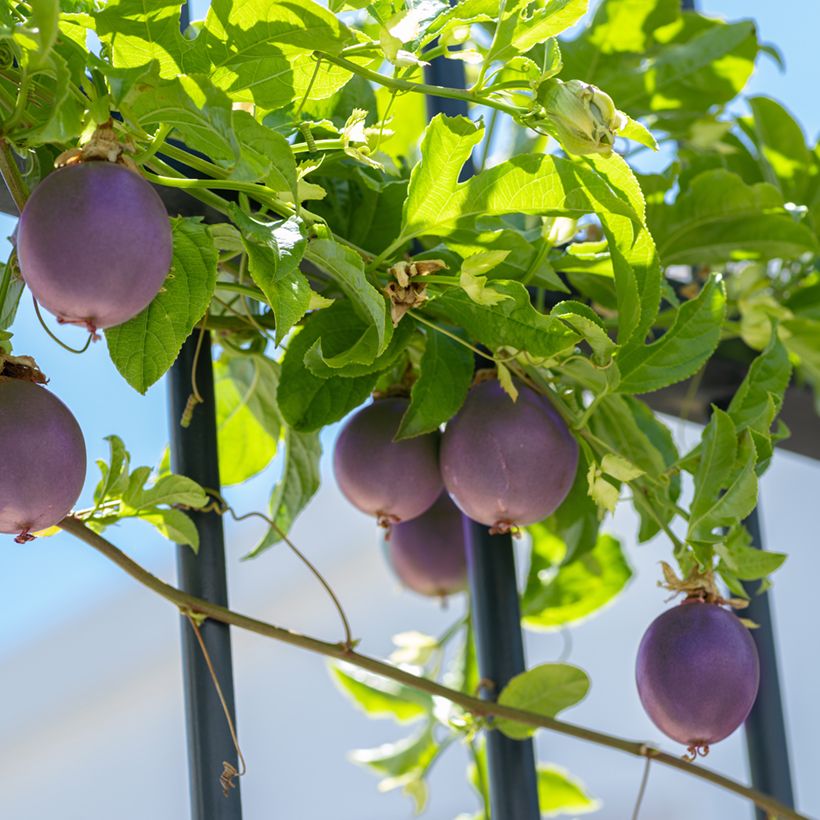 Passiflora edulis (zaad) - Passievrucht (Groeiplaats)