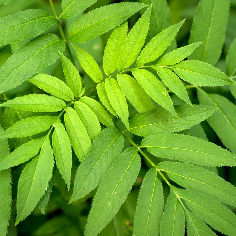Fraxinus excelsior (zaad) - Gewone es (Blad)
