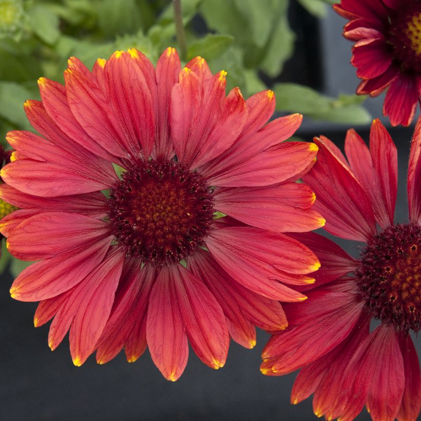 Gaillardia grandiflora Arizona Red Shades (zaad) - Kokardebloem (Bloei)